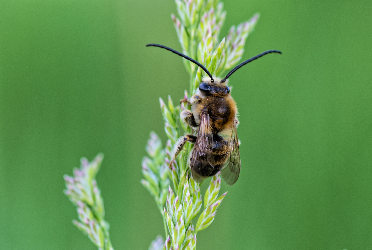   (Eucera longicornis)