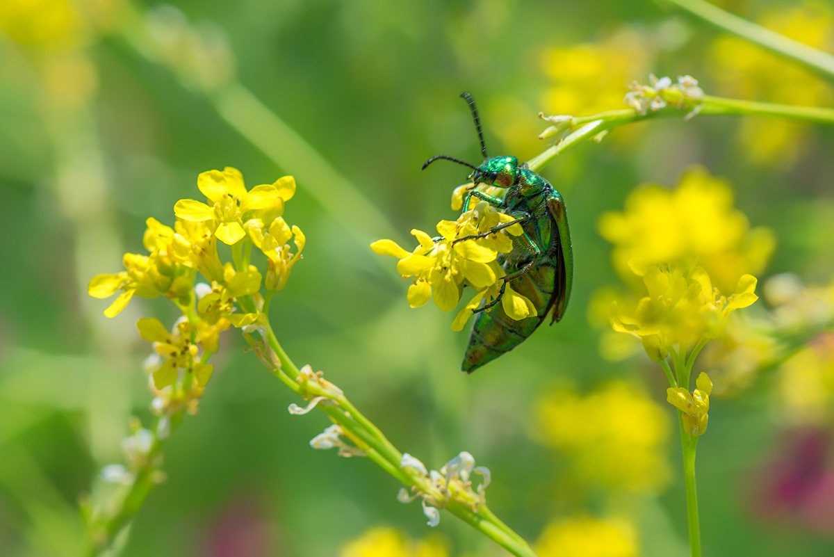   ( Lytta vesicatoria)