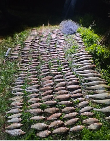        50  